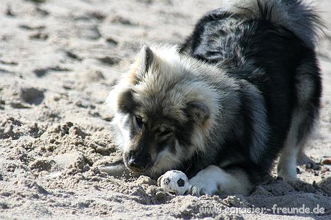 (Foto Goslar)_daenemark_2010_IMG_0414_Bovbjerg_Strand.jpg - ... und ihn gar nicht wieder hergeben will ...